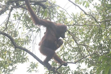 The Man Made Fires In Borneo Have Hit Orangutans Hard Displacing Them