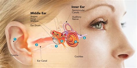 How Your Hearing Works And Hearing Loss Causes The Hearing Clinic Uk
