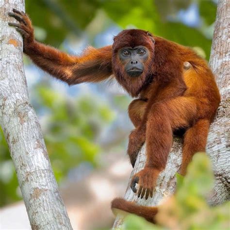 Amazon rainforest covers almost 7 million amazon rainforest is a home for thousands of plant and animal species. 30 Amazon rain forest animals that may go extinct | Science 101
