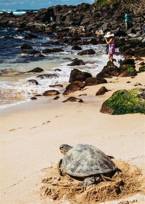 The Best Beach To See Sea Turtles In Oahu North Shore Oahu North