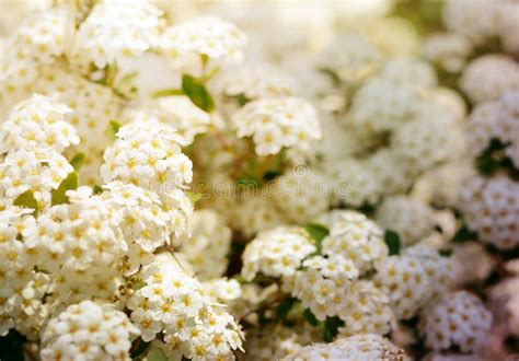 White Spring Flowers Background With Spiraea Cantoniensis Blooming