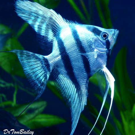 Premium Rare Blue Cobalt Zebra Angelfish