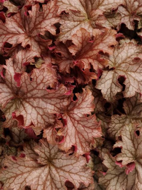 Counting the california teen, 25 made it alive, for a survival rate of about 1 in 4. These tough flowers, trees and shrubs can survive cold ...