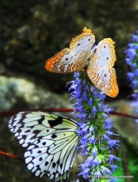 Two gray butterflies on yellow flowers. 50 Beautiful Pictures Of Flowers And Butterflies