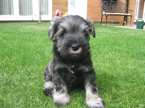 We began the rescue in august 2002 and have now rescued well over 1,000 dogs. Miniature Schnauzer Puppies For Sale | Stevenage, Hertfordshire | Pets4Homes