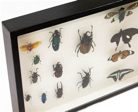 Insect Exhibit Case 12 X 16