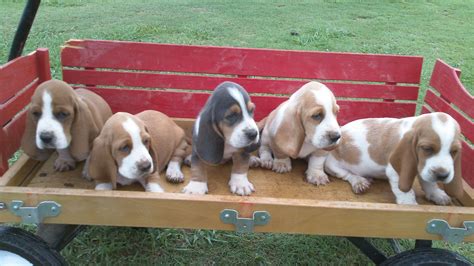 My Basset Hounds Puppies Basset Hound Puppy Basset Hound Beagle