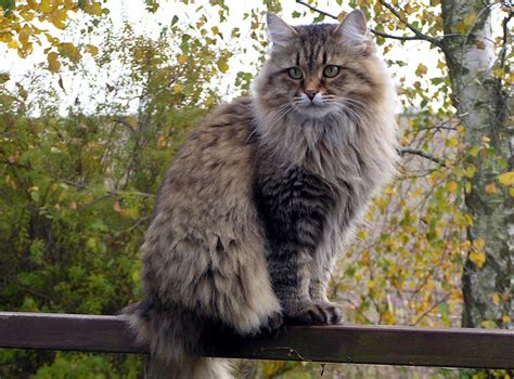 The fur length varies from medium to long. Cold Weather Cats: Breeds That Do Well In The Cold (And ...