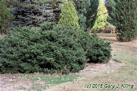 A handsome, low growing shrub producing dark green, glossy oval foliage; Ilex crenata 'Green Lustre' habit: UIPLANTS