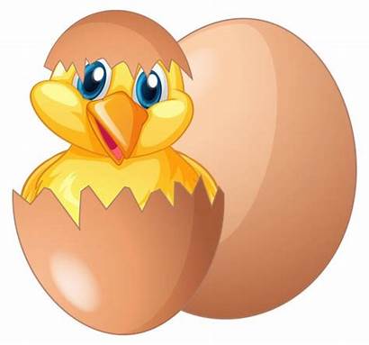 Egg Chick Coming Pulcino Esce Uovo Ei