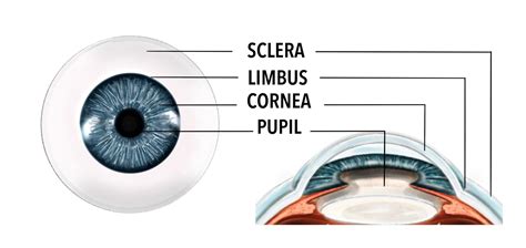 Sclera And Conjunctiva Gene Vision