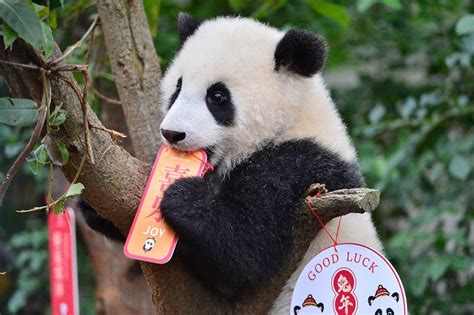 Look Adorable Panda Cubs Wave Goodbye To The Panda Monium That Was