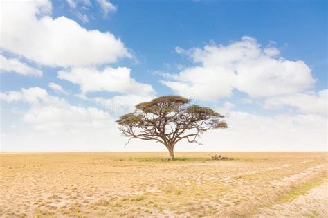 Solitary Acacia Tree In African Savana Plain In Kenya Stock Photo