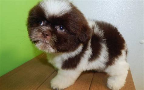 My name is riley and i am a beautiful female shihtzu puppy! shih tzu puppies for sale indiana in Hammond, Indiana ...