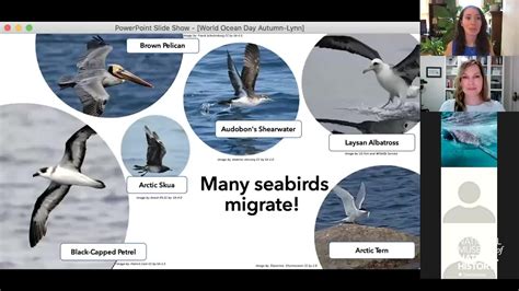 Webinar Flying High The Journey Of Migratory Seabirds Smithsonian