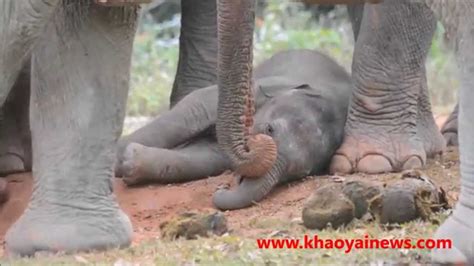 Newborn Baby Elephant Newborn Baby