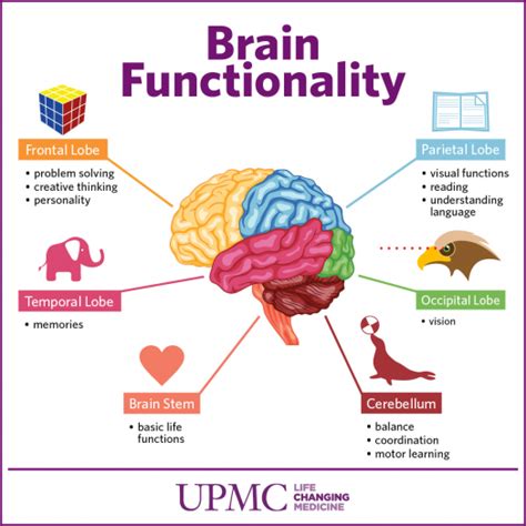 Diseases and illnesses target all body systems, such as the circulatory, digestive, reproductive, endocrine, neurological, skeletal and muscular systems. Get to Know The Parts of Your Brain | UPMC HealthBeat ...
