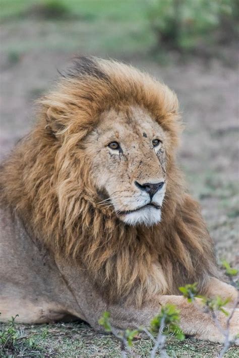 Leon Africano Panthera Leo Viejo Y Majestuoso Macho Masai Mara Np