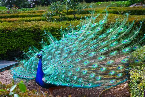 Beautiful Peacock Photography Round The Web Info Photography And