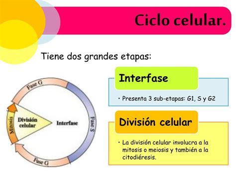 Etapas De La Interfase Del Ciclo Celular Consejos Celulares Hot Sex