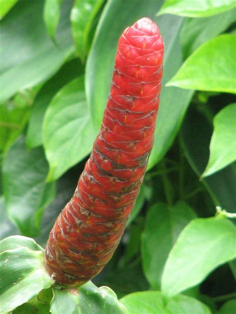 41 Best Penis Flowers Sex In Nature Images On Pinterest