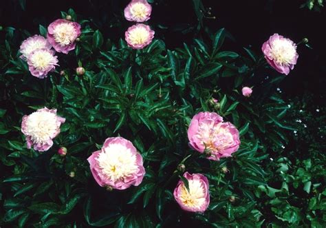 Paeonia Lactiflora Bowl Of Beauty Peony From Garden Center Marketing