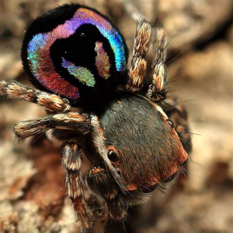 This Tiny Peacock Spider Maratus Robinsoni Is Found In The Newcastle Region Nsw They Are