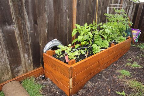 Growing Peppers In Your Container Vegetable Garden
