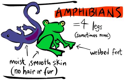 Amphibians Mind Map