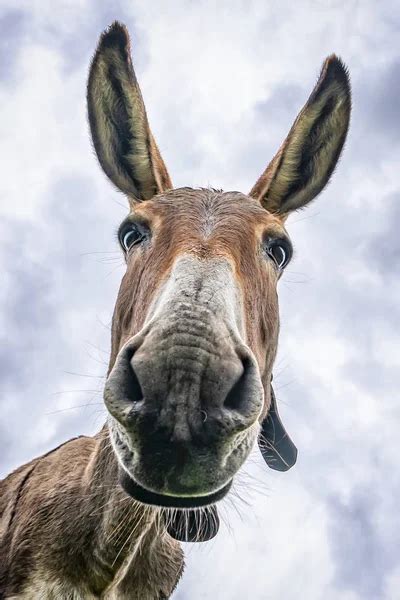 Funny Donkey — Stock Photo © Pixel1962 9568787
