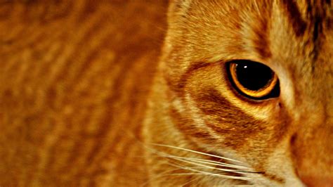 Wallpaper Cat Face Eyes Striped 1920x1080 Coolwallpapers