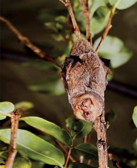 Hawaiian Hoary Bat Bat Conservation International
