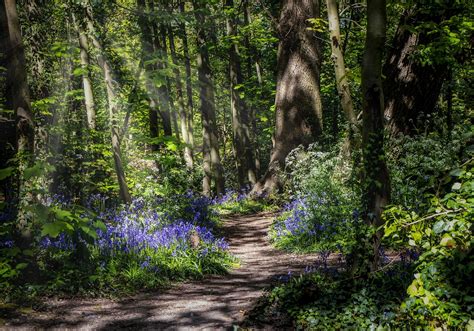 Forest Flowers Path Free Photo On Pixabay