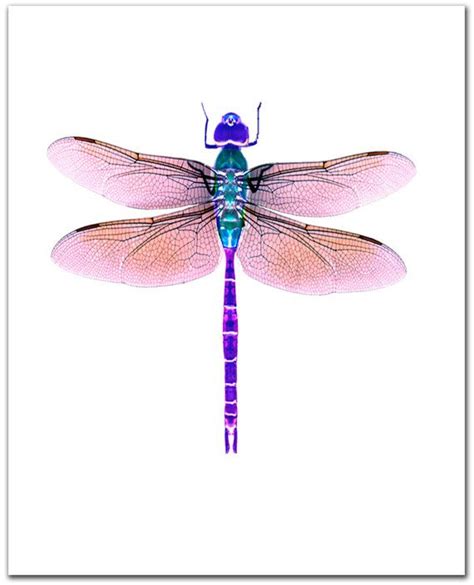 Dragonfly Art Giclee Print 8 X 10 Violet Purple Dragonfly