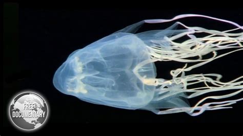 Box Jellyfish The Most Dangerous Sea Creature Youtube