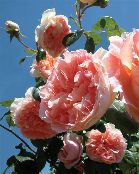 Papi Delbard Melvilles Roses