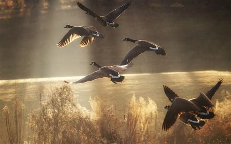 тапети слънчева светлина летене дивата природа патица полет