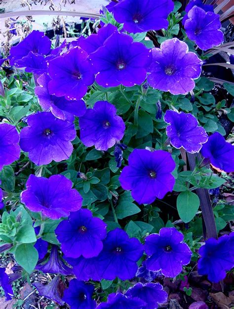 Beautiful Blue Wave Petunias Florida Container Gardening And Other