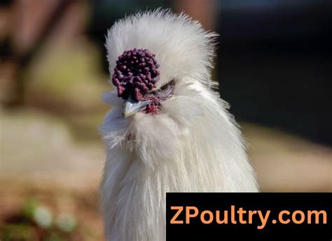 Partridge Silkie Chickensbreed Information Zpoultry