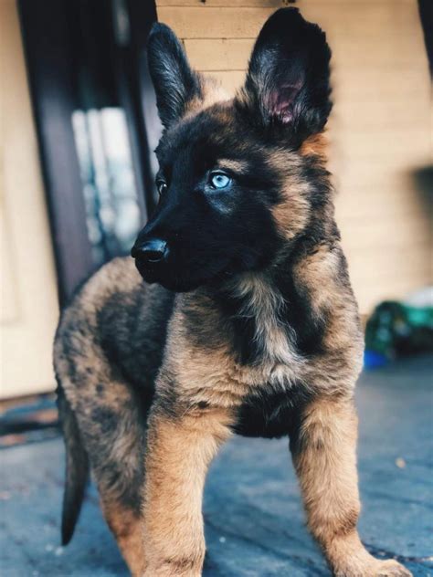 German Shepherd Puppies With Blue Eyes General And Features