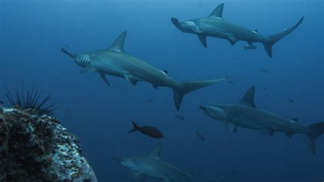 10 Best Places To Dive With Hammerhead Sharks