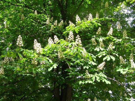 The clusters of white flowers may be 6 inches tall or more. Chestnut tree with white flowers | Stock image | Colourbox
