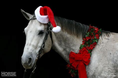 More images for christmas horse pictures » Christmas Horse 30 - meowlogy