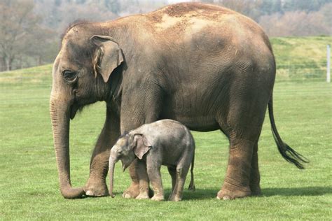 Elefante Asiatico Universo Animale