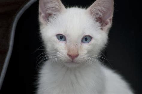 Never pay anything online through money transfer companies especially if you have not personally visited the advertiser and seen the kitten, this includes deposit and delivery cost for the kitten. Ozzie the Flame Point Siamese Diva Kitten's Web Page