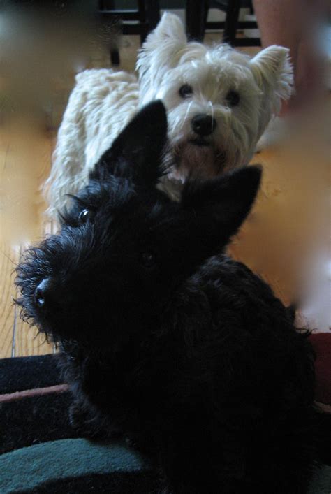 Scotty And Westie At Full Attention Rare Without Food Scottish