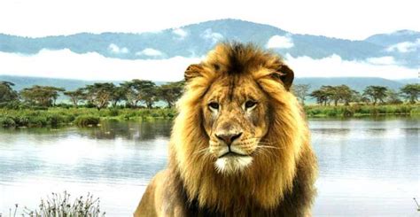Nairobi 2 Dniowe Safari W Parku Narodowym Lake Nakuru Getyourguide