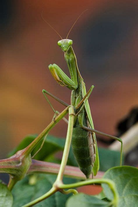 330 Praying Mantises Ideas In 2021 Praying Mantis Bugs And Insects