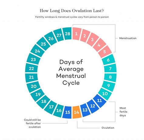 10 Ovulation Symptoms What They Are And What They Mean