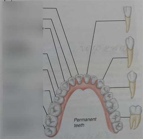Teeth Diagram Quizlet